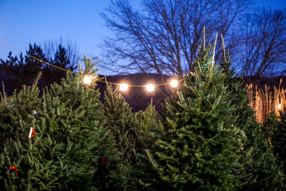 Christmas Tree Farms in the Berkshires Berkshires
